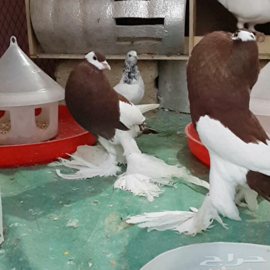 (تم البيع) جوز نفاخ مسوبع أحمر