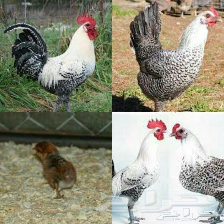 دجاج فيومي للبيع بالمدينه المنوره