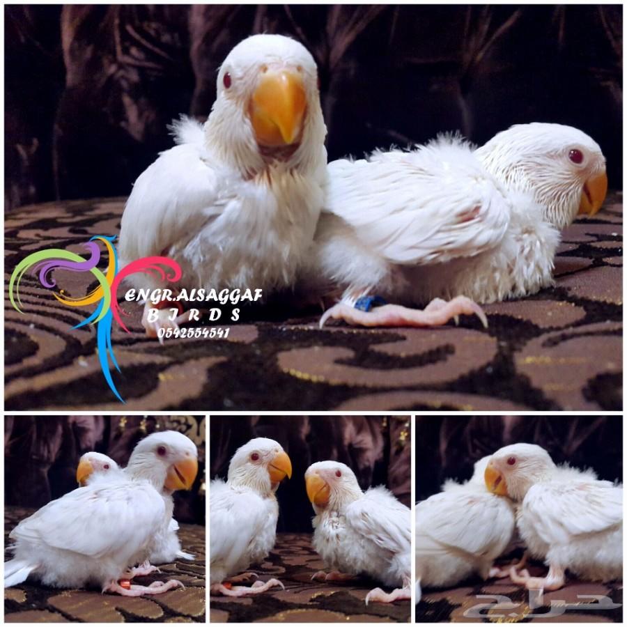 فرخين روز ألبينو أوبلاين حجم ومستوى فاخر