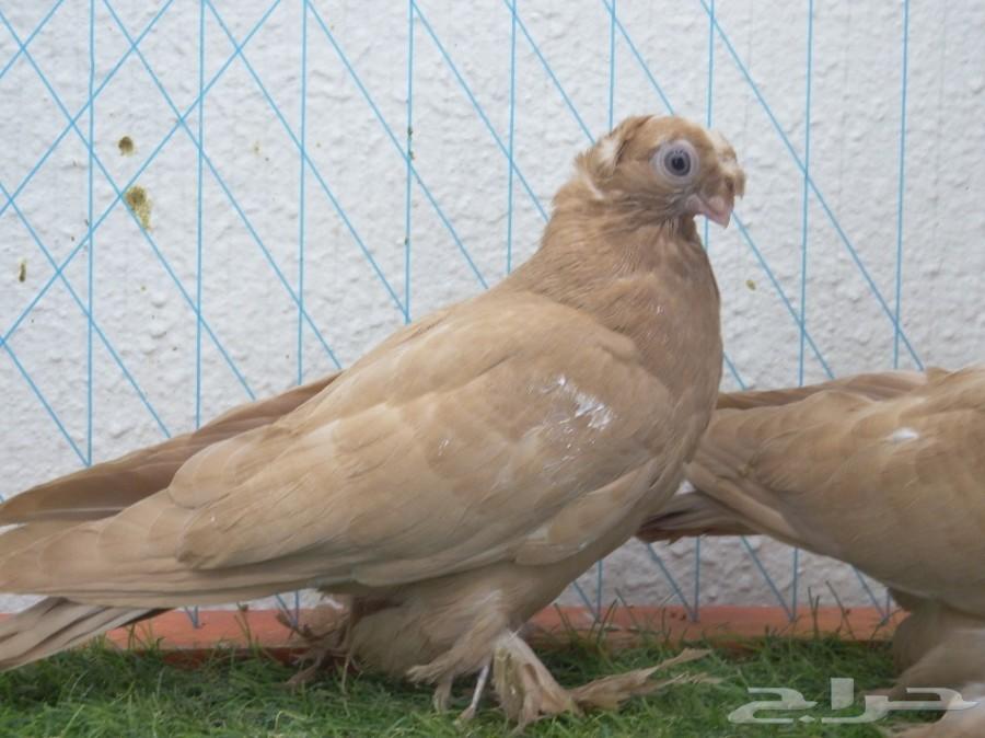 طبه أوزبك أصفر صك فاخره أخوان بطن 1 تم البيع