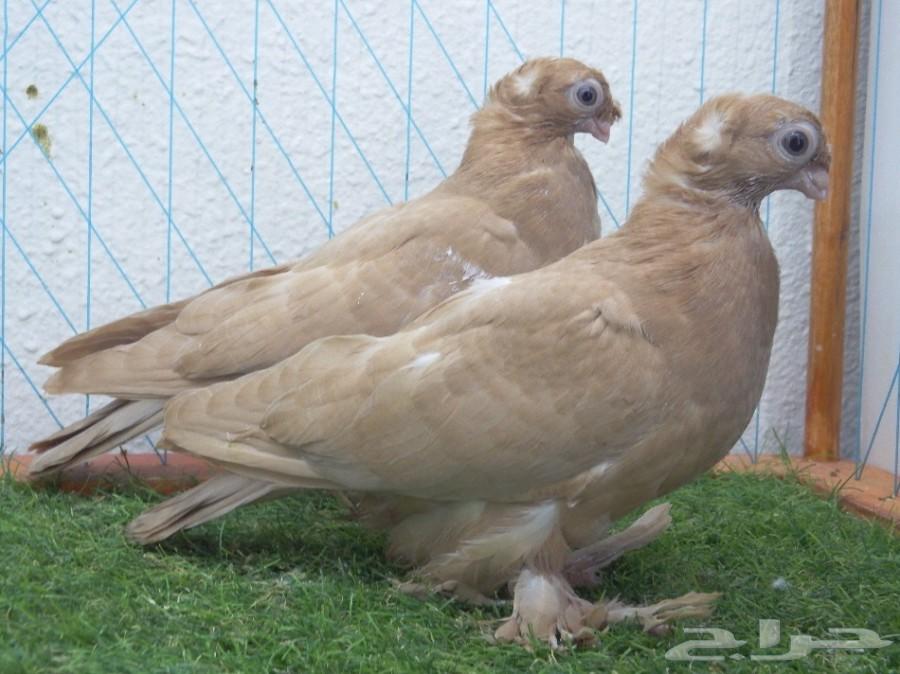 طبه أوزبك أصفر صك فاخره أخوان بطن 1 تم البيع