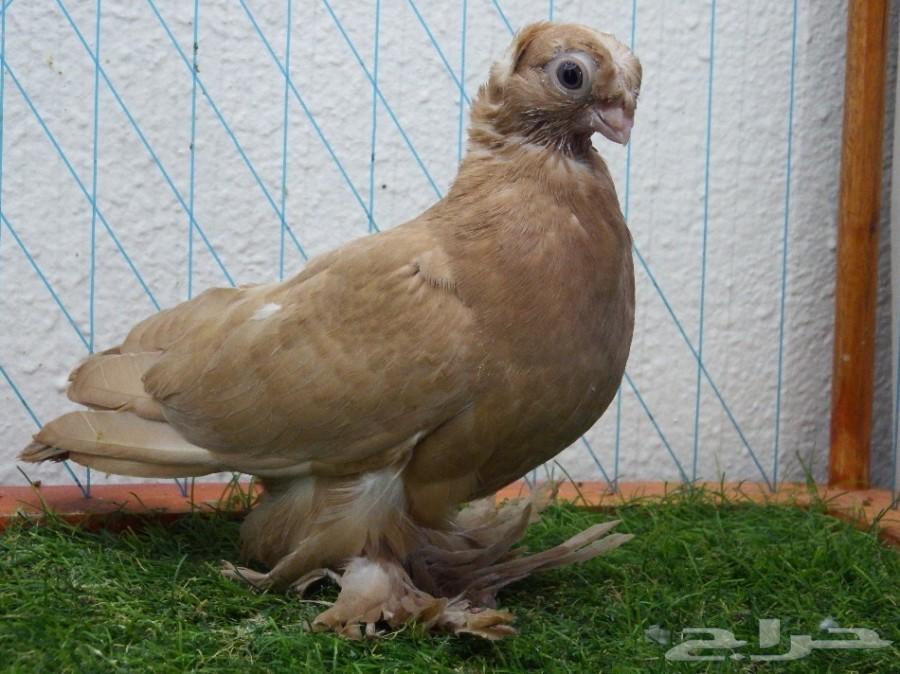 طبه أوزبك أصفر صك فاخره أخوان بطن 1 تم البيع