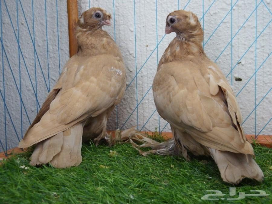 طبه أوزبك أصفر صك فاخره أخوان بطن 1 تم البيع