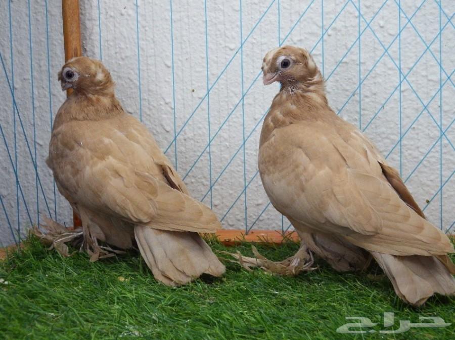 طبه أوزبك أصفر صك فاخره أخوان بطن 1 تم البيع