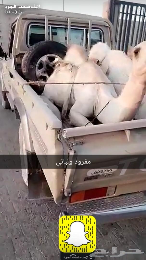 حاشي لباني ومفرود نحر قبل قليل توصيل مجاني