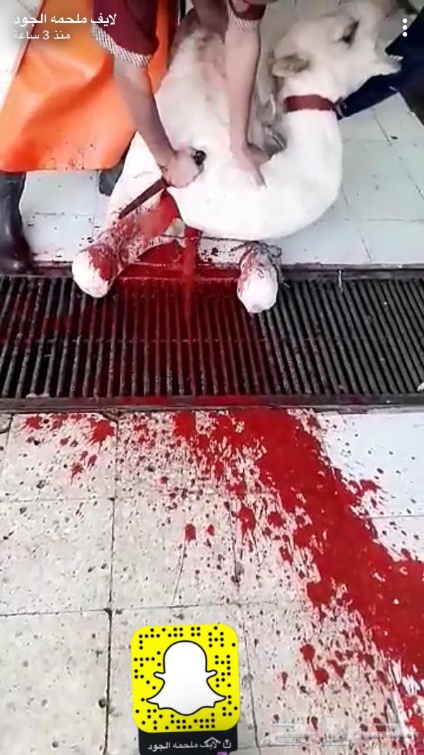 حاشي لباني ومفرود نحر قبل قليل توصيل مجاني