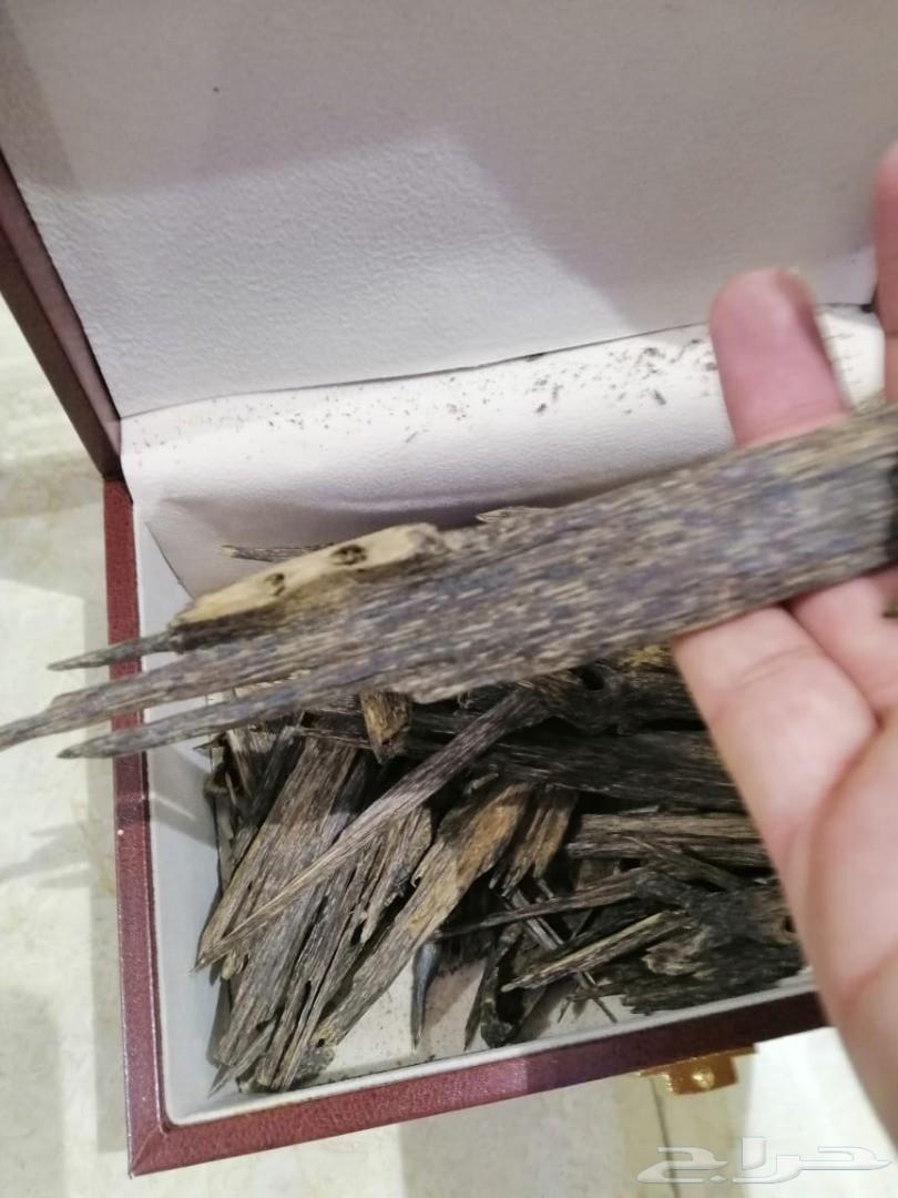 عود هندي (موزرام)