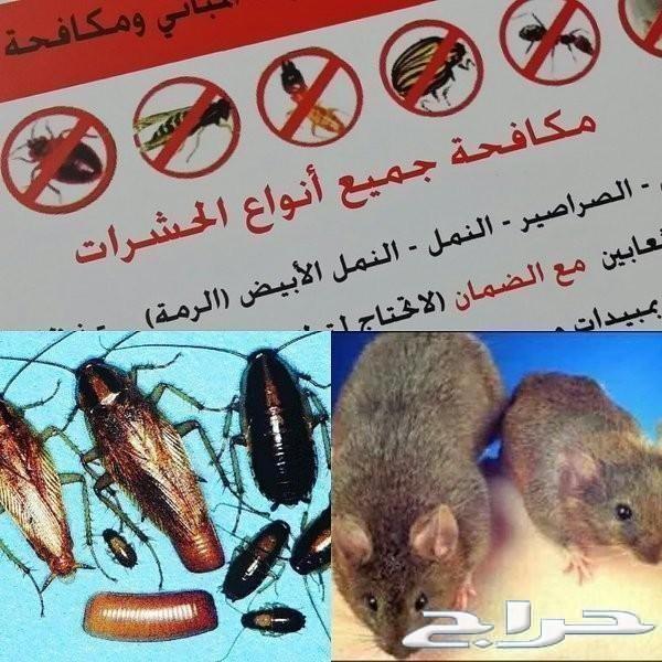 رش مبيد ومكافحة حشرات ومحاربة النمل الابيض