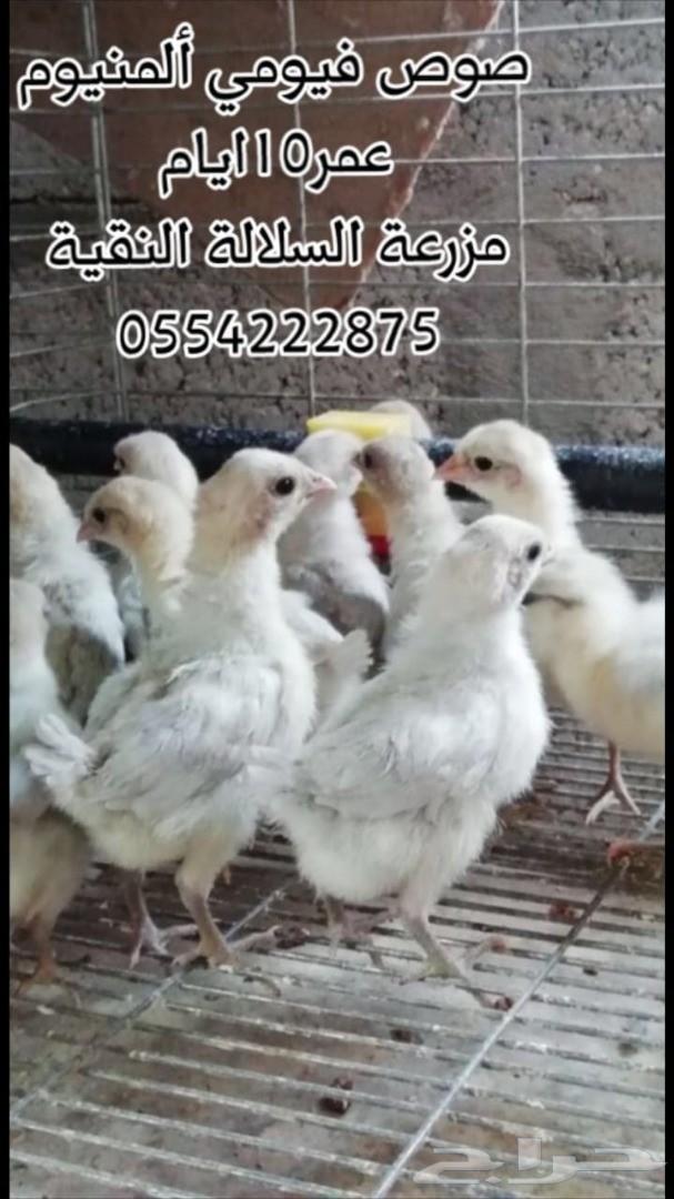 فيومي المنيوم (سلالة مميزة) صوص وبيض