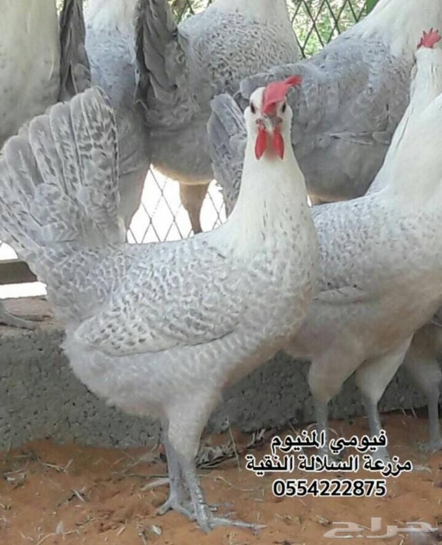 فيومي المنيوم (سلالة مميزة) صوص وبيض