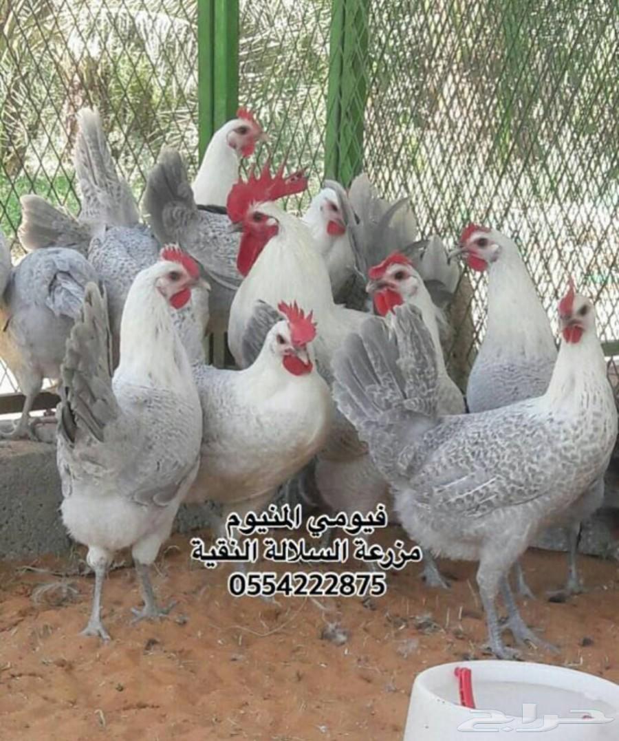 فيومي المنيوم (سلالة مميزة) صوص وبيض