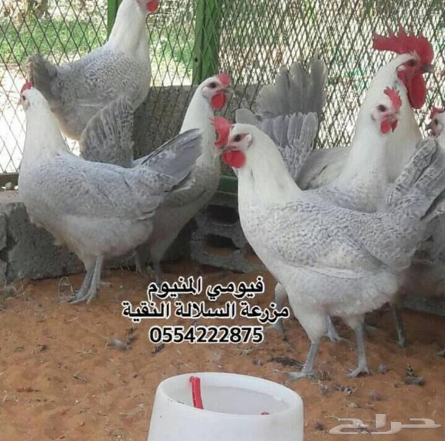 فيومي المنيوم (سلالة مميزة) صوص وبيض