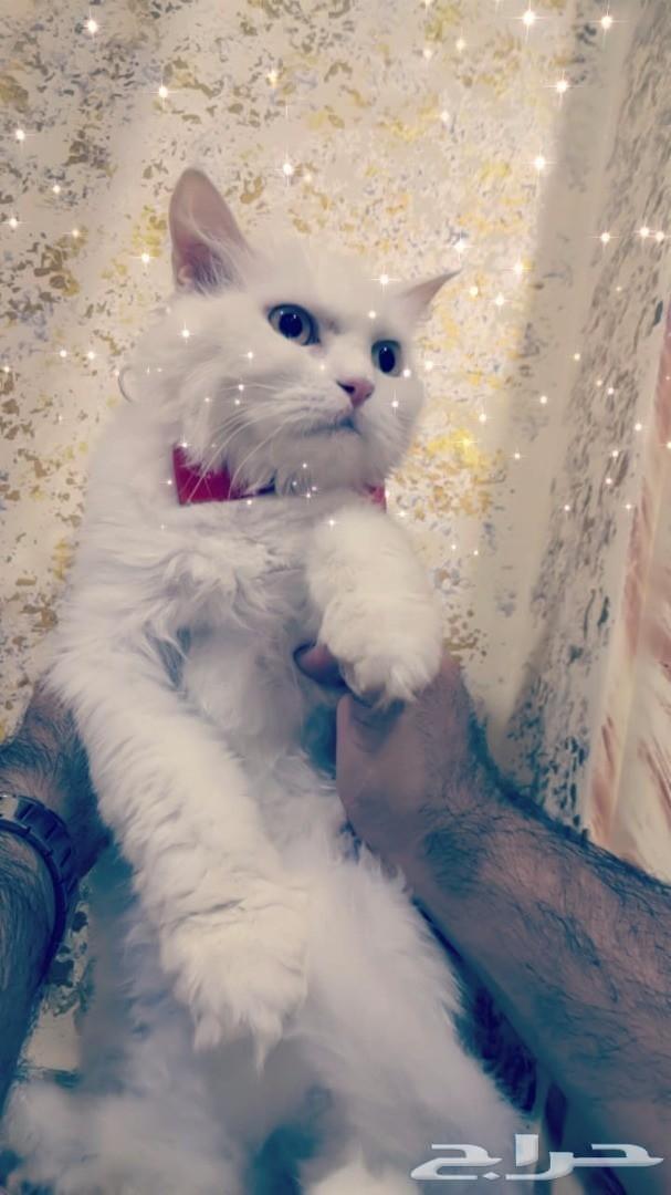 قطه شيرازي شنشيلا