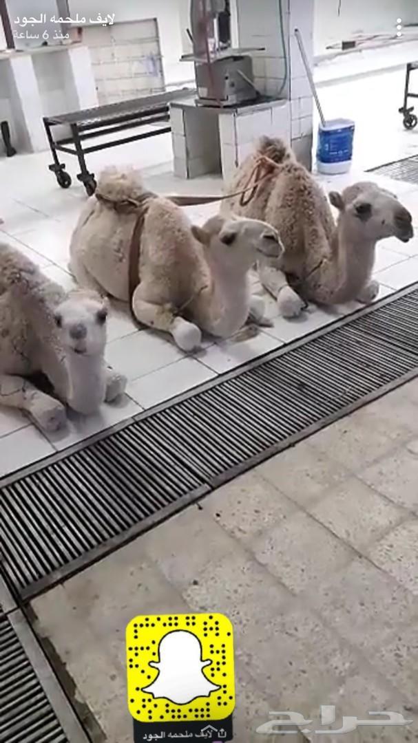 حشو لباني نحر اليوم للحم ممتاز