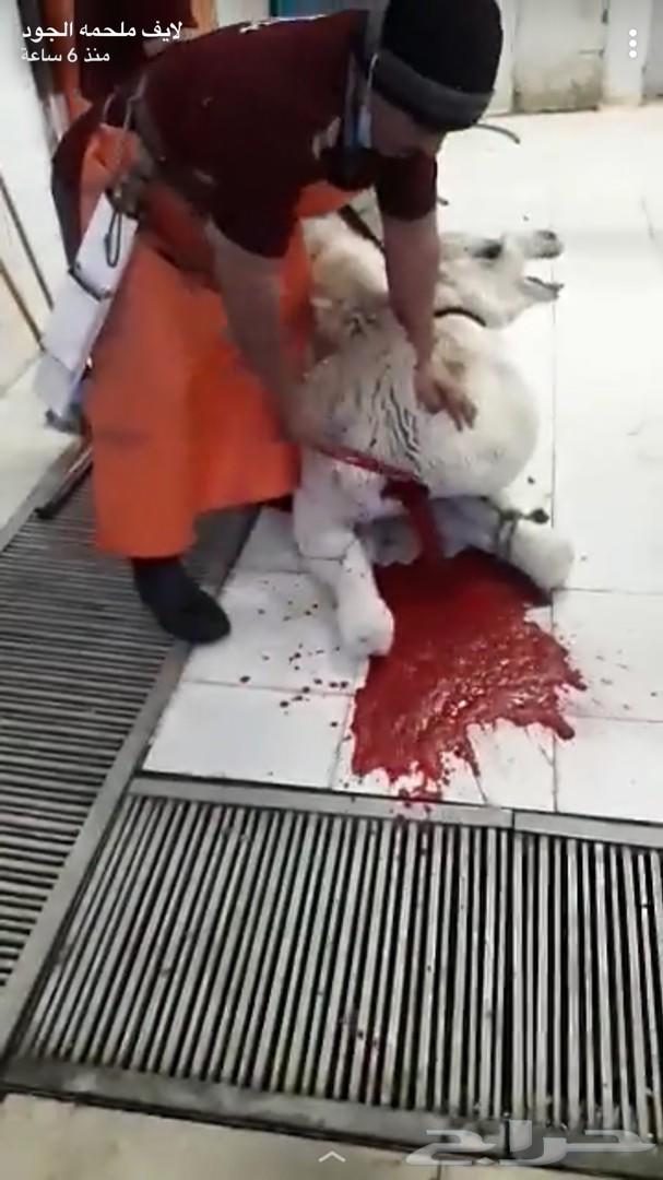 حشو لباني نحر اليوم للحم ممتاز