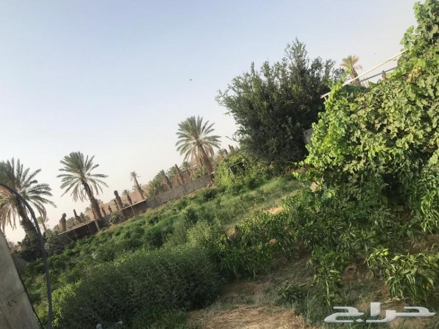 مزرعة لقطة للبيع_مساحة_3553 مدينة_الباحة