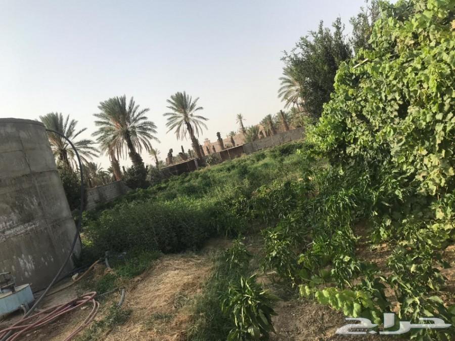 مزرعة لقطة للبيع_مساحة_3553 مدينة_الباحة