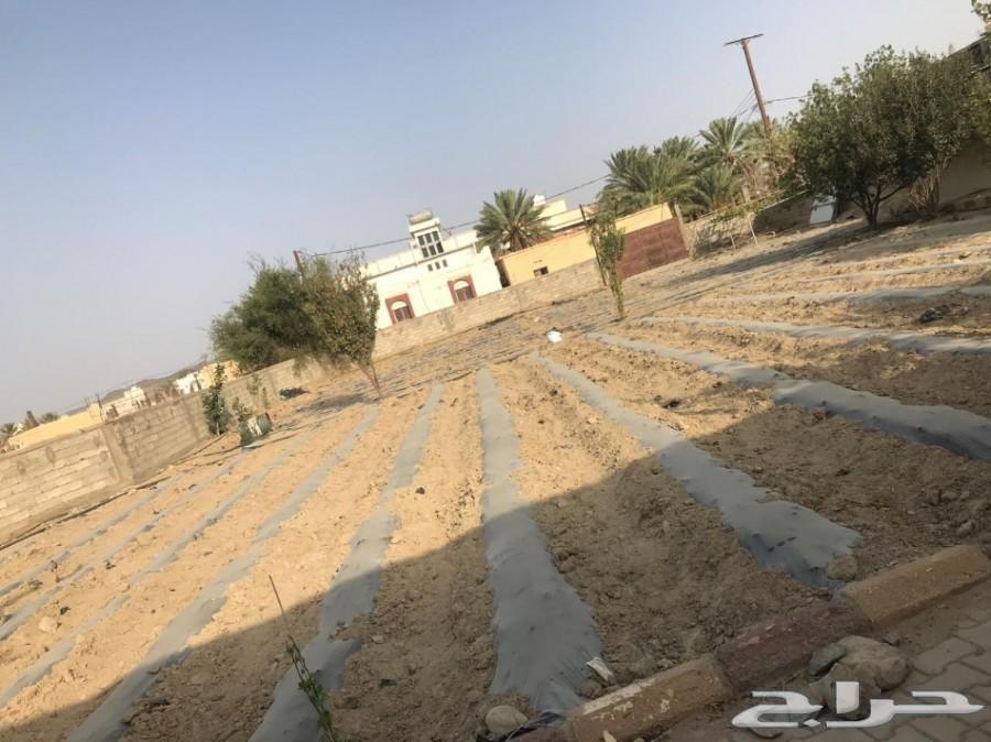 مزرعة لقطة للبيع_مساحة_3553 مدينة_الباحة