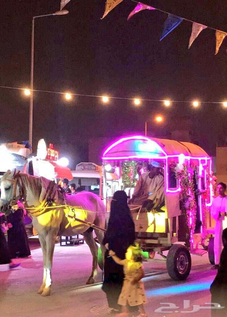 تأجير حنطور - سيسي - حصان - فرس - جمال -عربات