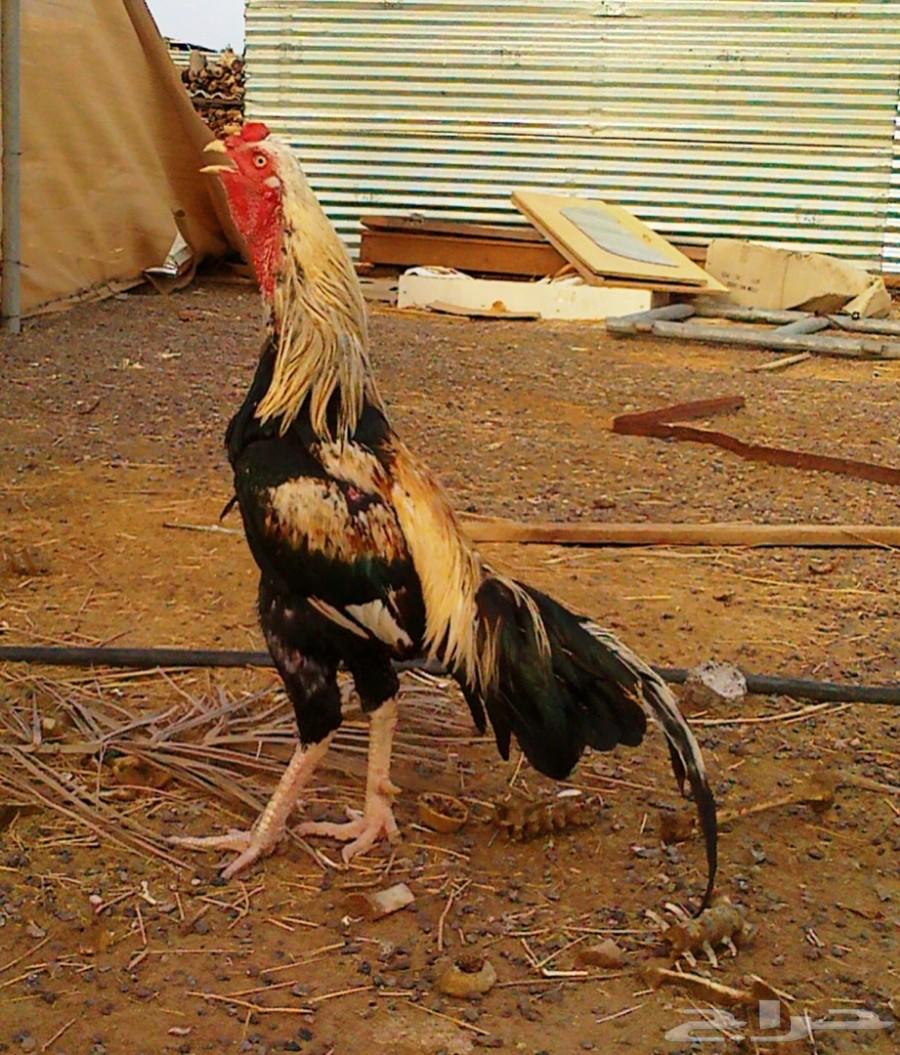 بيض دجاج باكستاني ملقح