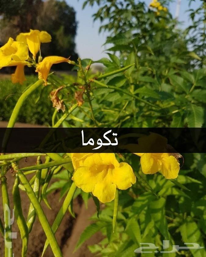 بإحلى الاسعار..شتلات تبدأ ب1.75 ريال .