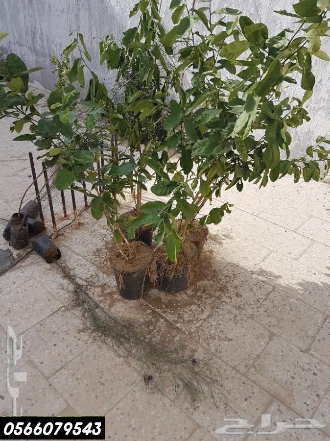 بإحلى الاسعار..شتلات تبدأ ب1.75 ريال .