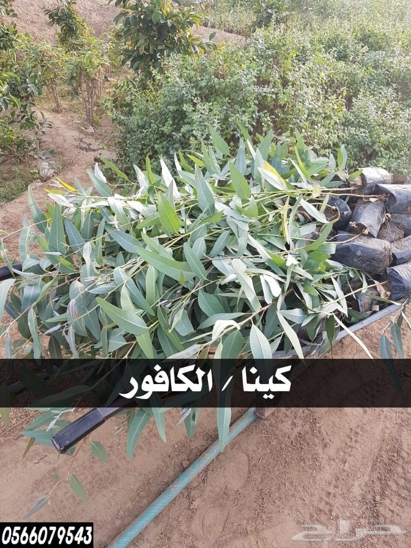بإحلى الاسعار..شتلات تبدأ ب1.75 ريال .