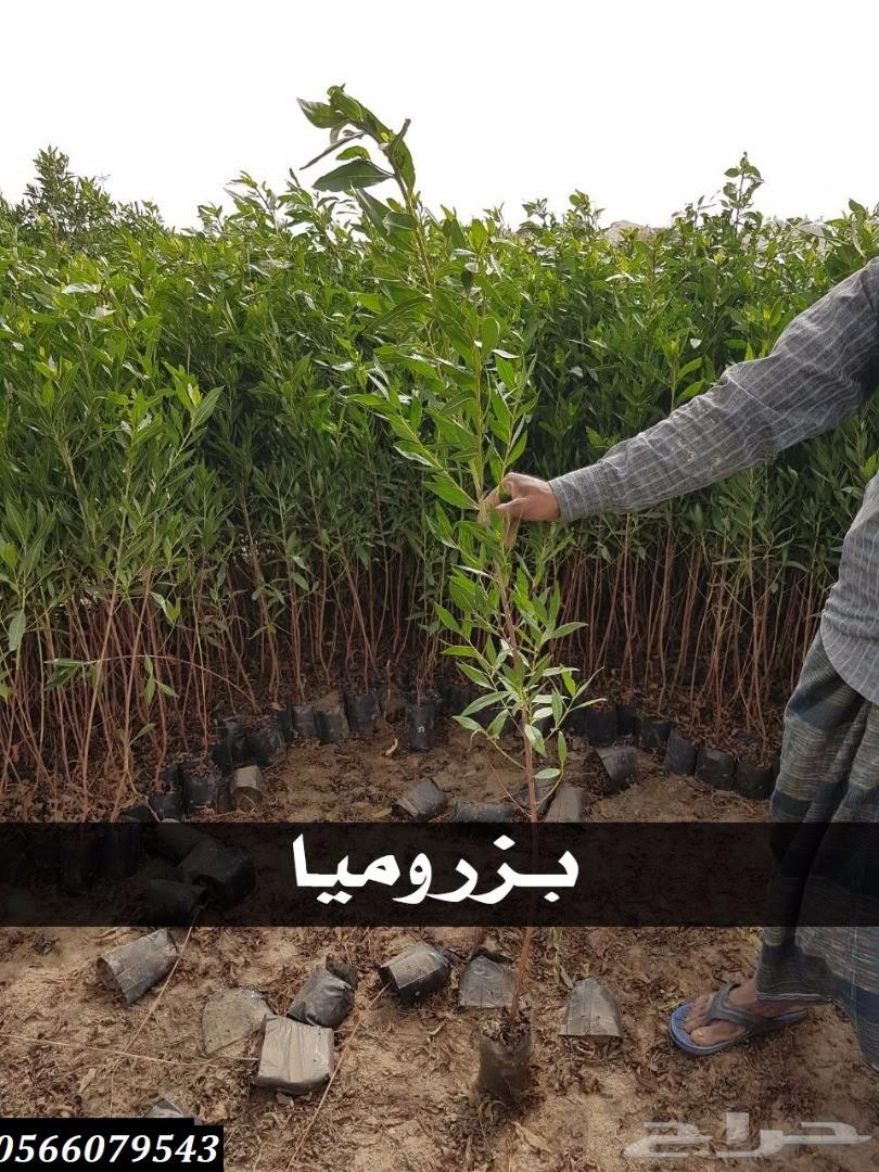 بإحلى الاسعار..شتلات تبدأ ب1.75 ريال .