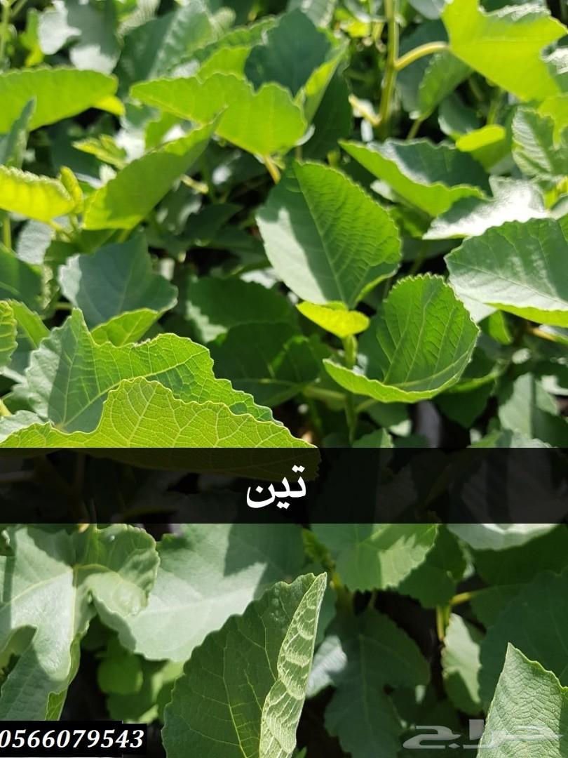 بإحلى الاسعار..شتلات تبدأ ب1.75 ريال .