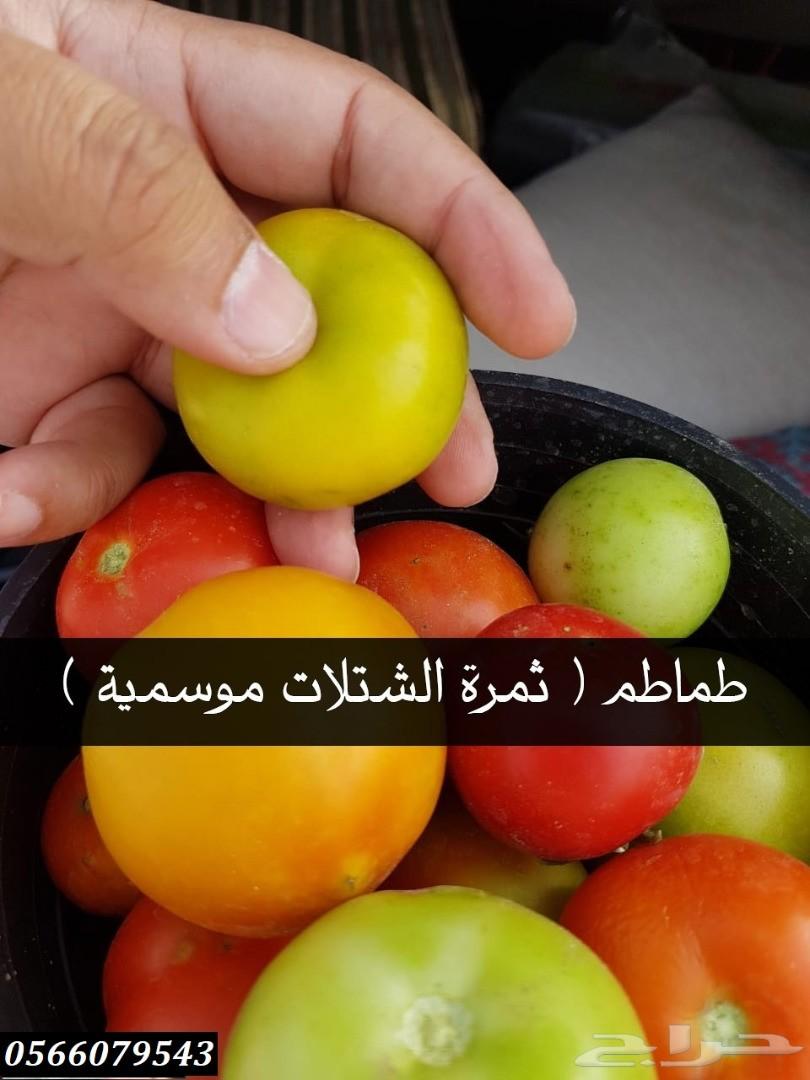 بإحلى الاسعار..شتلات تبدأ ب1.75 ريال .