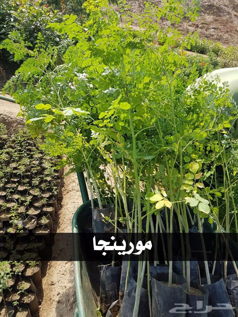 بإحلى الاسعار..شتلات تبدأ ب1.75 ريال .