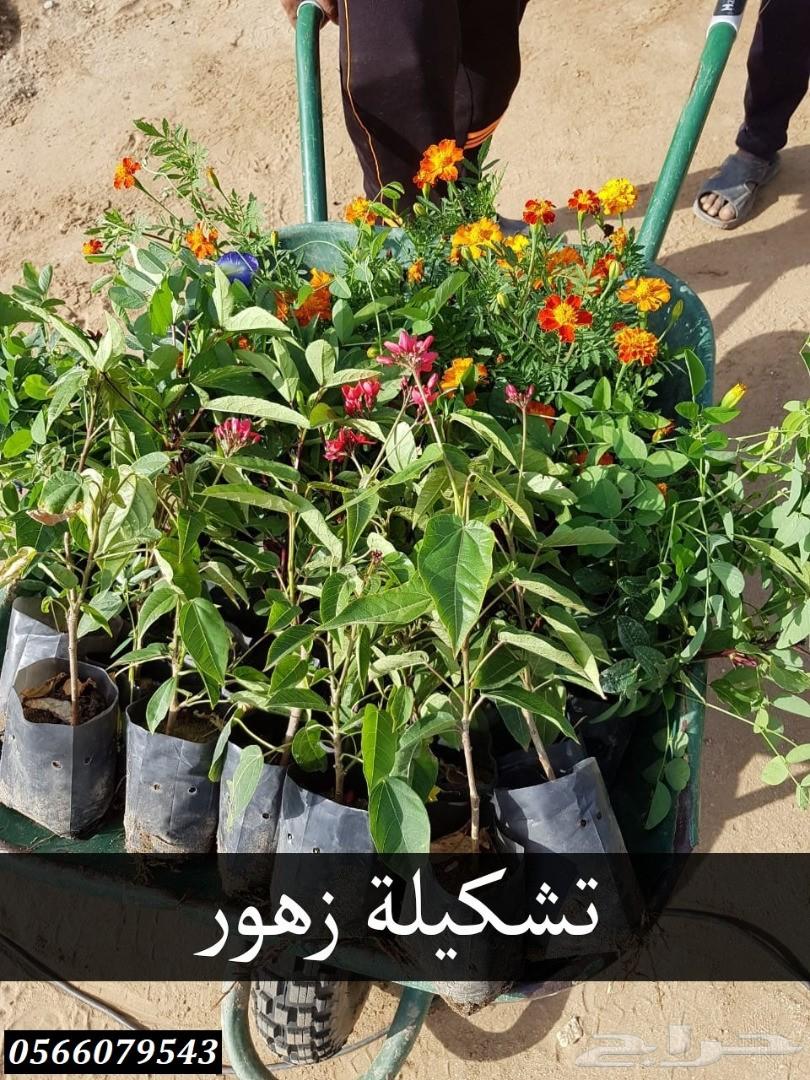بإحلى الاسعار..شتلات تبدأ ب1.75 ريال .