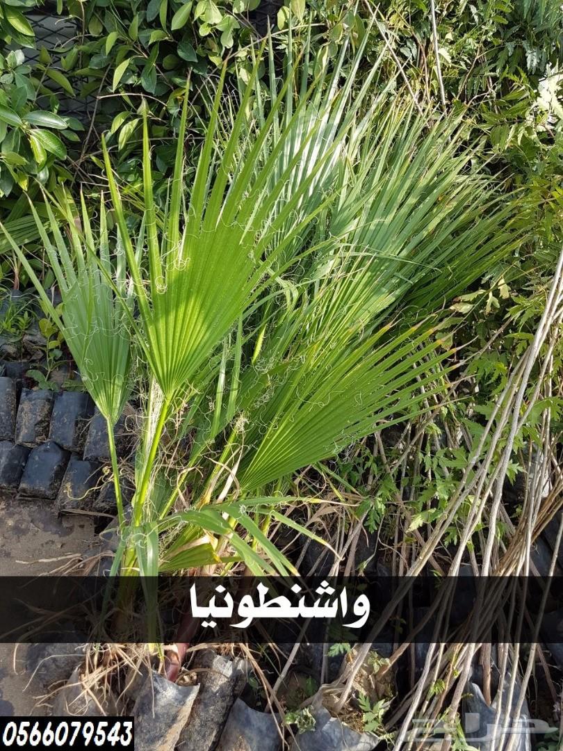 بإحلى الاسعار..شتلات تبدأ ب1.75 ريال .