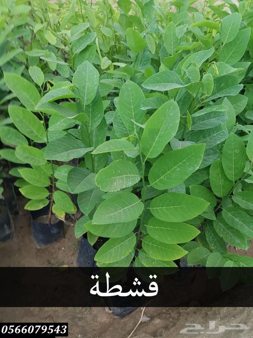 بإحلى الاسعار..شتلات تبدأ ب1.75 ريال .