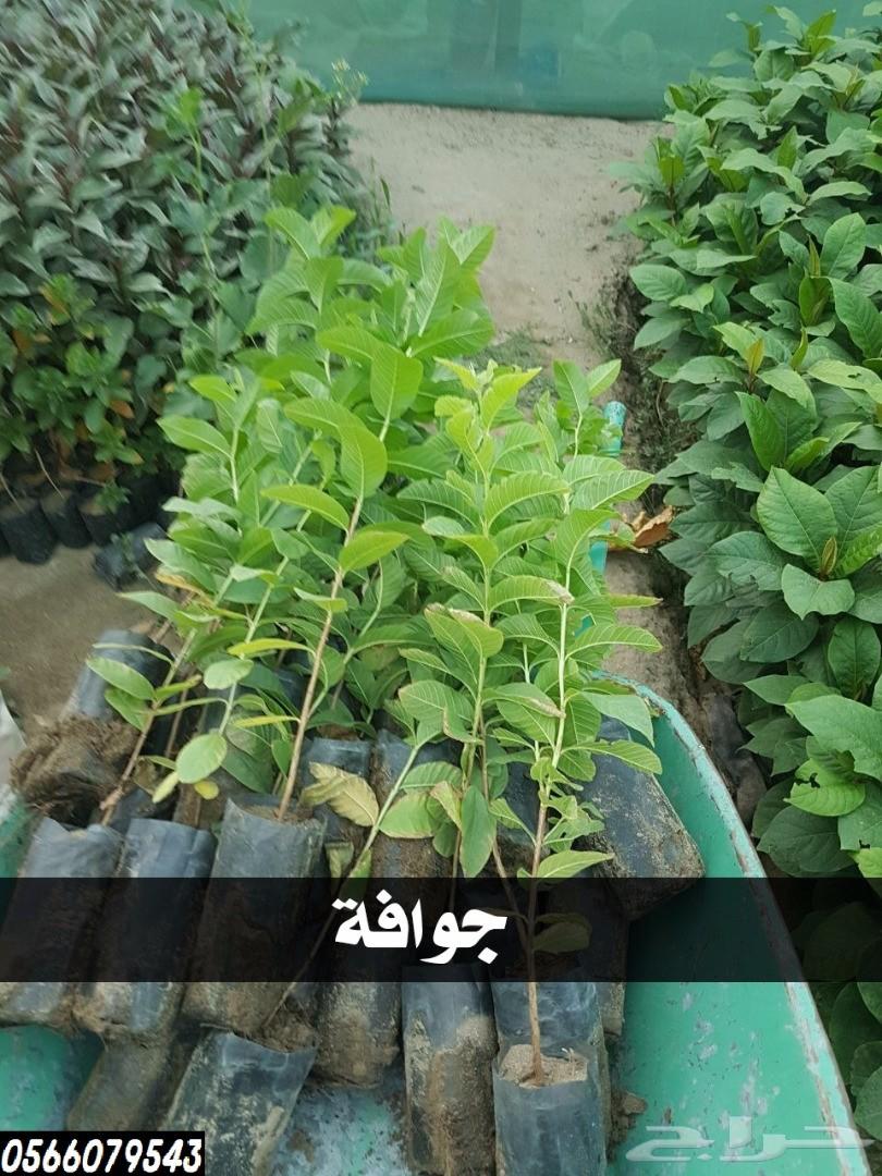 بإحلى الاسعار..شتلات تبدأ ب1.75 ريال .