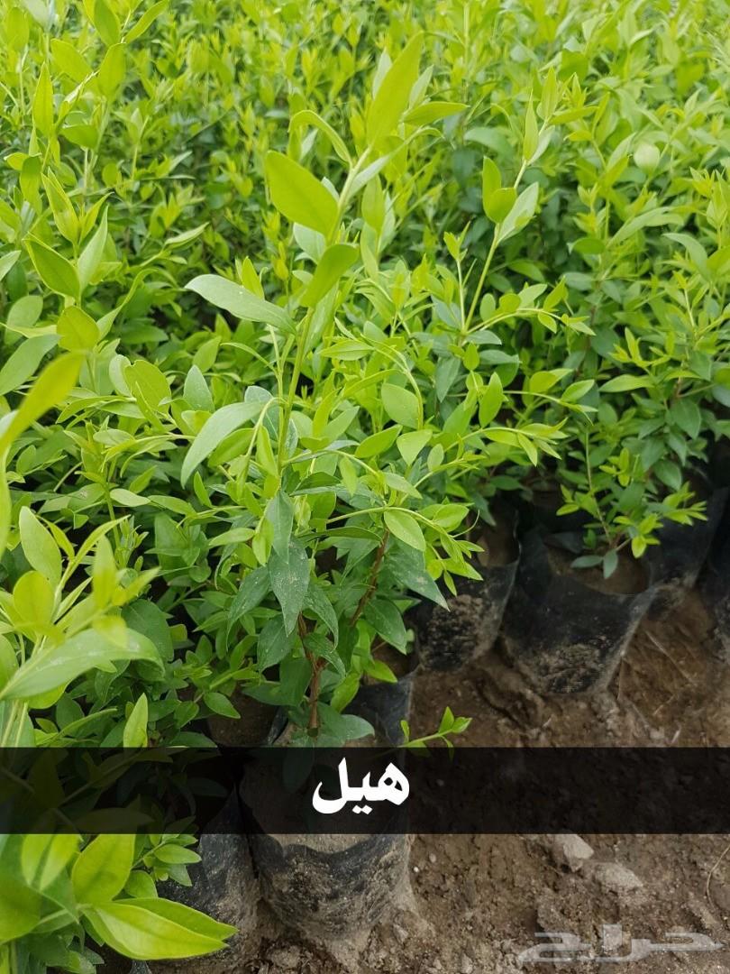 بإحلى الاسعار..شتلات تبدأ ب1.75 ريال .