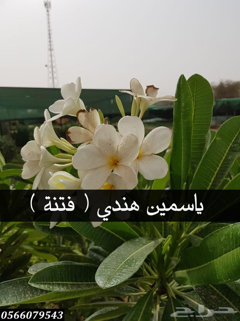 بإحلى الاسعار..شتلات تبدأ ب1.75 ريال .