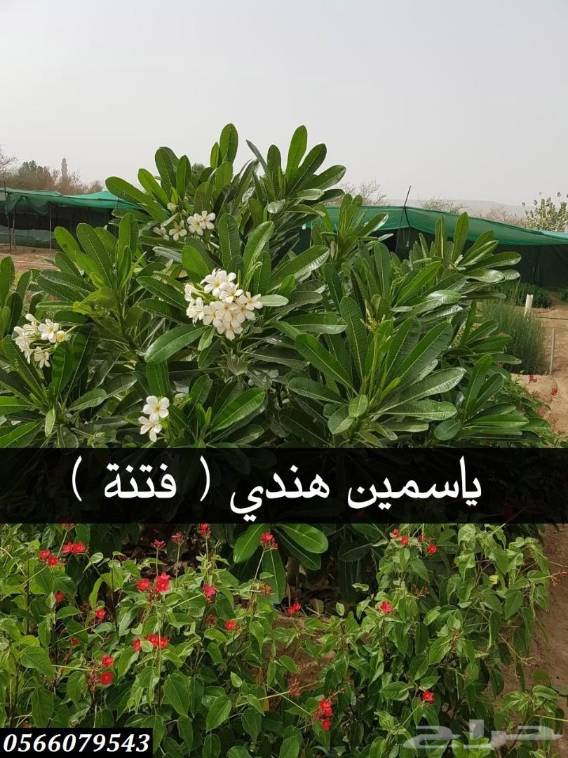 بإحلى الاسعار..شتلات تبدأ ب1.75 ريال .