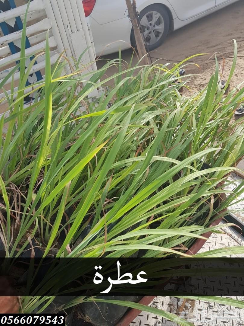 بإحلى الاسعار..شتلات تبدأ ب1.75 ريال .