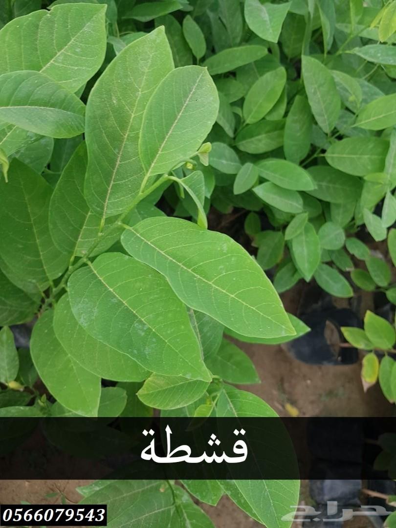 بإحلى الاسعار..شتلات تبدأ ب1.75 ريال .