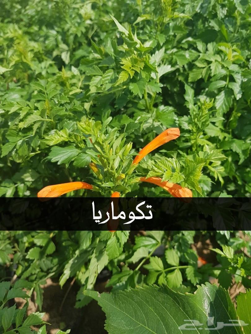 بإحلى الاسعار..شتلات تبدأ ب1.75 ريال .