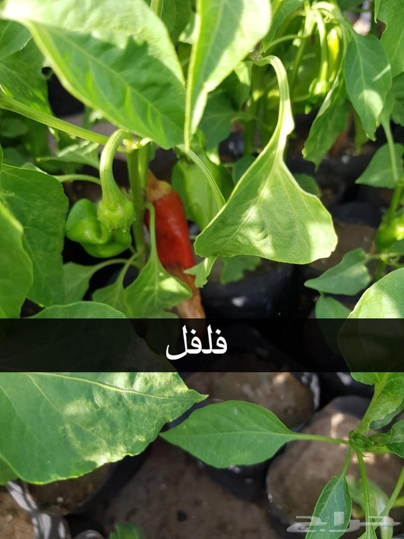 بإحلى الاسعار..شتلات تبدأ ب1.75 ريال .