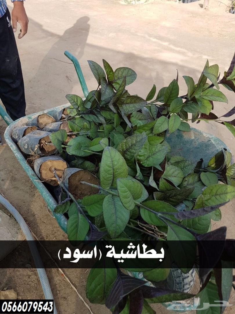 بإحلى الاسعار..شتلات تبدأ ب1.75 ريال .