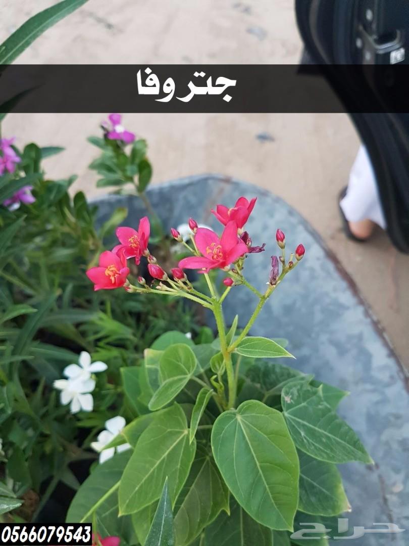 بإحلى الاسعار..شتلات تبدأ ب1.75 ريال .