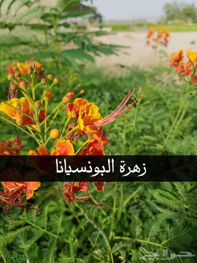 بإحلى الاسعار..شتلات تبدأ ب1.75 ريال .