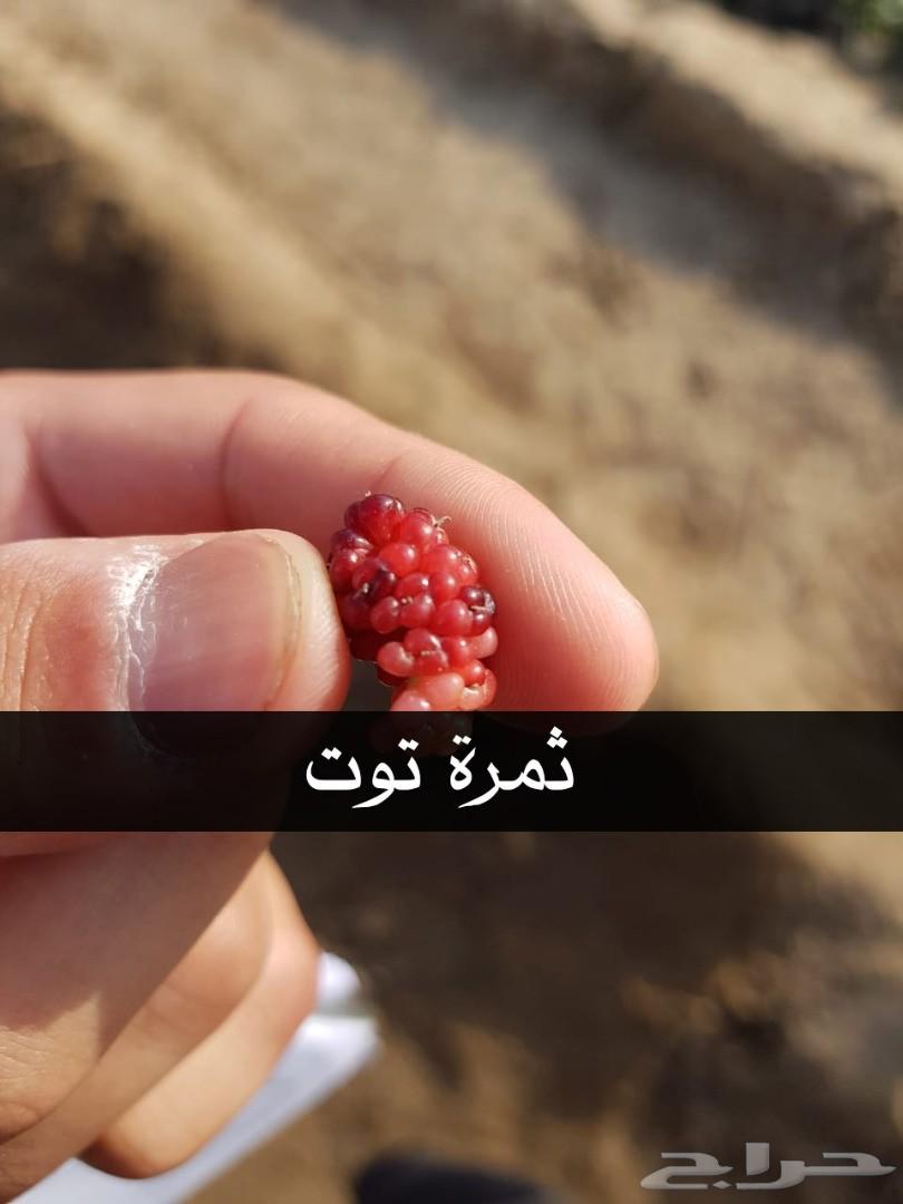 بإحلى الاسعار..شتلات تبدأ ب1.75 ريال .
