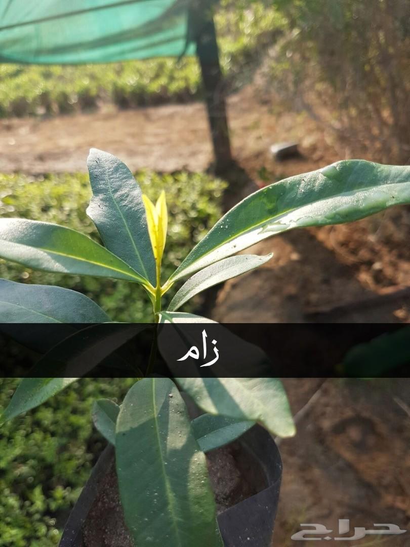 بإحلى الاسعار..شتلات تبدأ ب1.75 ريال .
