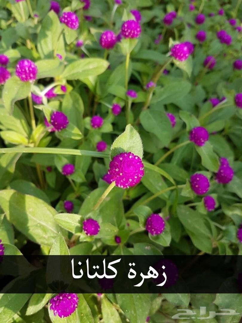 بإحلى الاسعار..شتلات تبدأ ب1.75 ريال .