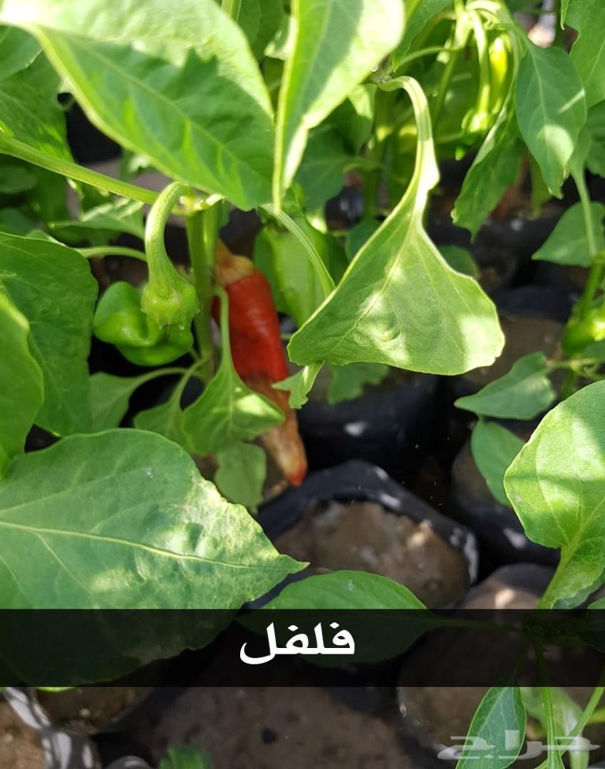 بإحلى الاسعار..شتلات تبدأ ب1.75 ريال .