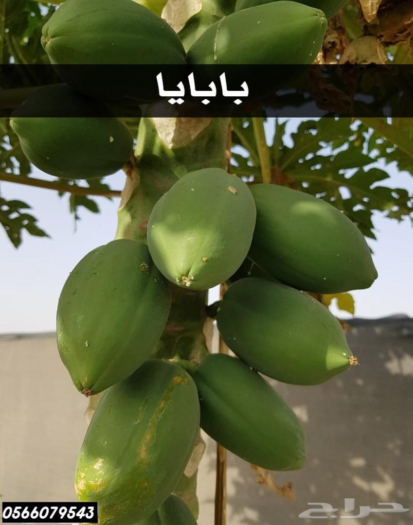 بإحلى الاسعار..شتلات تبدأ ب1.75 ريال .